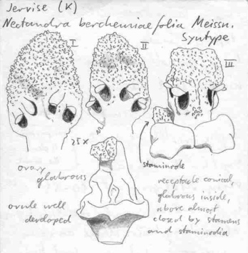 Vorschaubild Nectandra berchemiifolia Meisn.